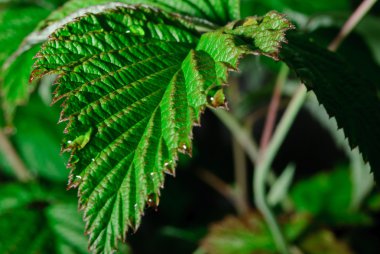 Yeşil yaprak çiy ile bir makro fotoğraf