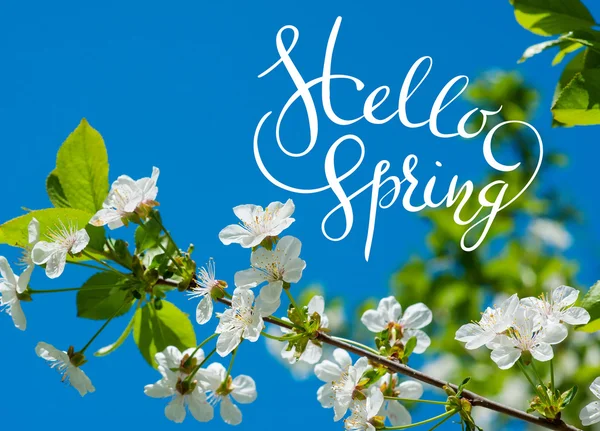 Blossoming apple-tree on background of green grass with letters Hello sprint — Stock Photo, Image