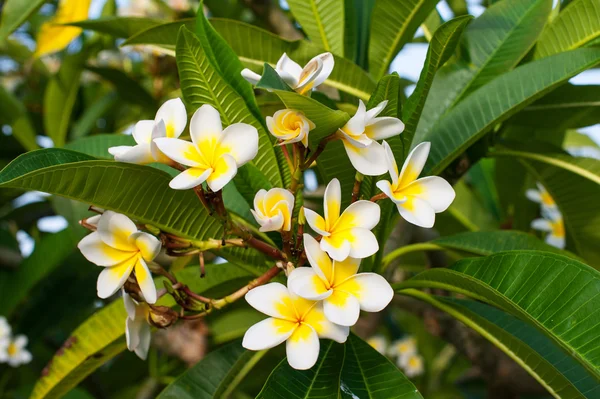 Plumeria piękne kwiaty na drzewie w parku — Zdjęcie stockowe