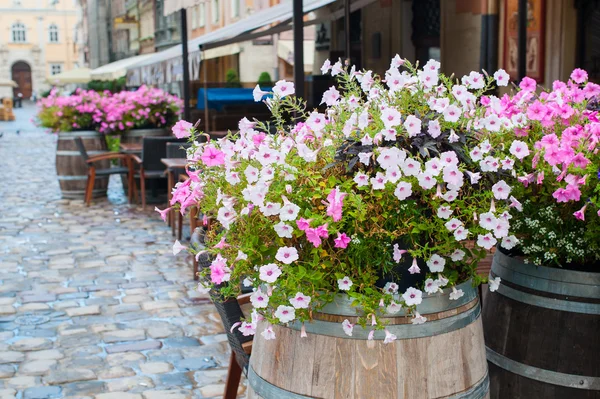 Decor flowers cafe on the street of Lviv — Stock Photo, Image