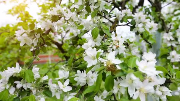 Blommande vår apple trädgård med vita blommor — Stockvideo