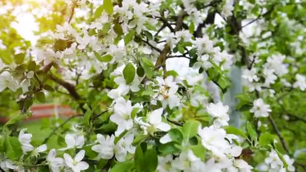 Blommande vår apple trädgård med vita blommor — Stockvideo