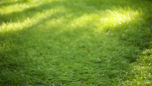 Groen gras in het park zomerdag — Stockvideo