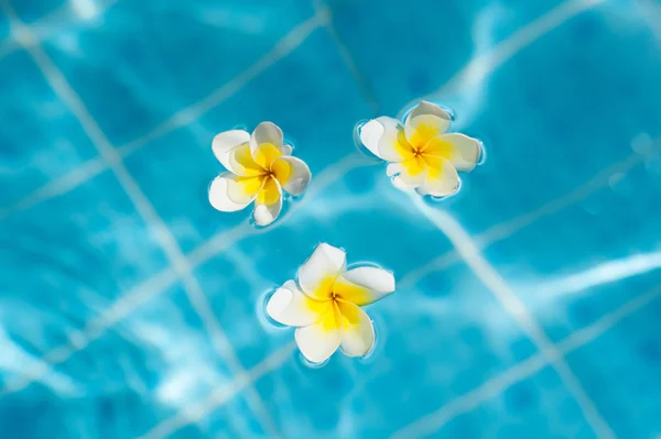 Frangipani flor na água azul, conceito para férias tropicais — Fotografia de Stock