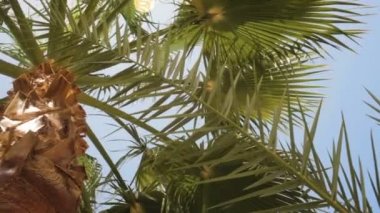 Güzel mavi gökyüzüne karşı mükemmel palmiye ağaçları