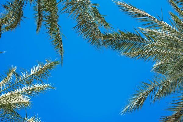 Branches de palmier contre le ciel bleu concept tropical — Photo
