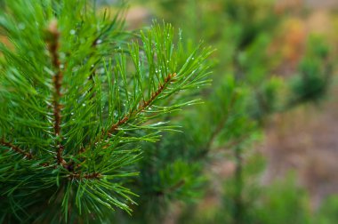 çam ağacı dalı su ile damla