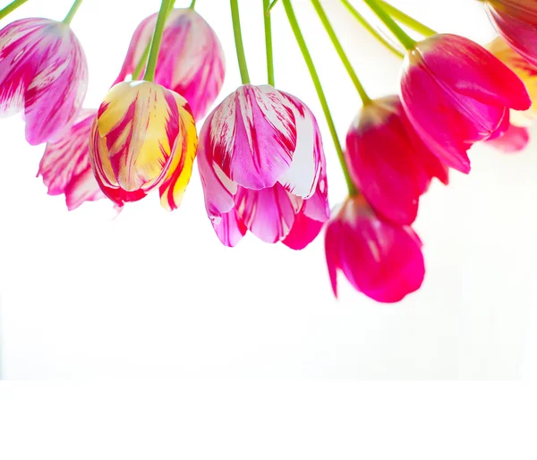 Pink tulips isolated on white background — Stock Photo, Image