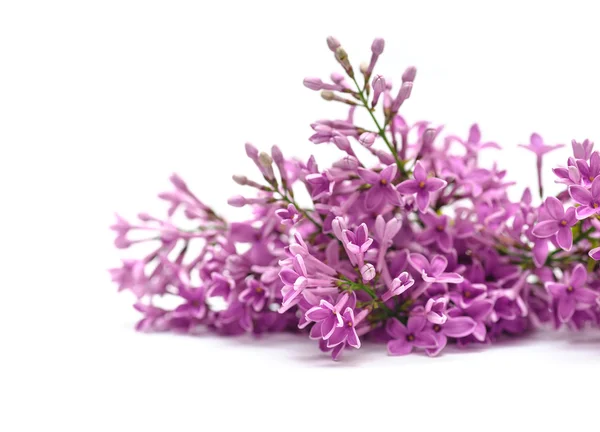 Lilac flowers on a white background close-up with space for your text — Stock Photo, Image