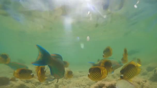 Рыба и кораллы: Рыбы-еноты Красного моря на коралловом рифе — стоковое видео