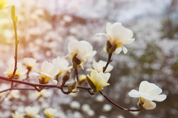 Close up of white magnolia flower on a tree blossom — Stock Photo, Image