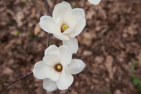 Close up of Two white magnolia flower on a tree blossom — Stock Photo, Image