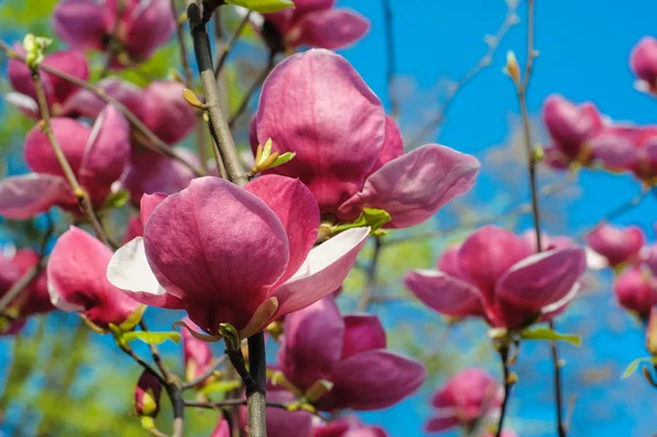 Close-up view of purple blooming magnolia in spring botanical garden — Stock Photo, Image