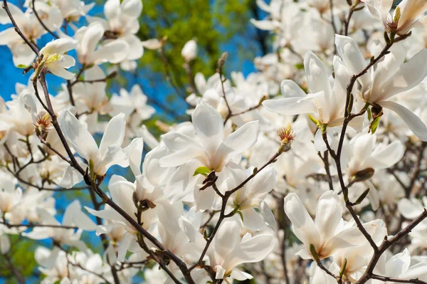 Image of blossoming magnolia flowers in spring time — Stock Photo, Image