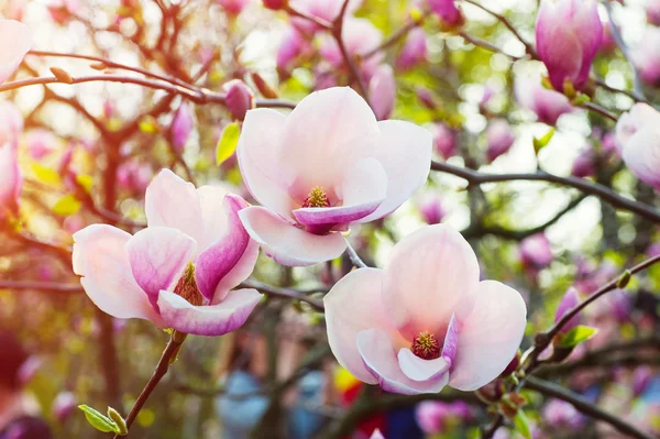 Image of blossoming magnolia flowers in spring time — Stock Photo, Image