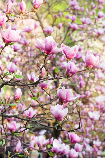 Blooming magnolia in spring garden on sunny day — Stock Photo, Image