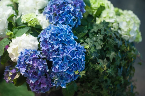 Blauwe hortensia blossom met groene bladeren in de lentetuin — Stockfoto