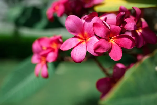 Egzotyczne plumeria różowe kwiaty na drzewie w parku — Zdjęcie stockowe