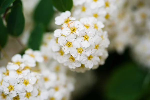 Primavera flores brancas no arbusto no jardim — Fotografia de Stock