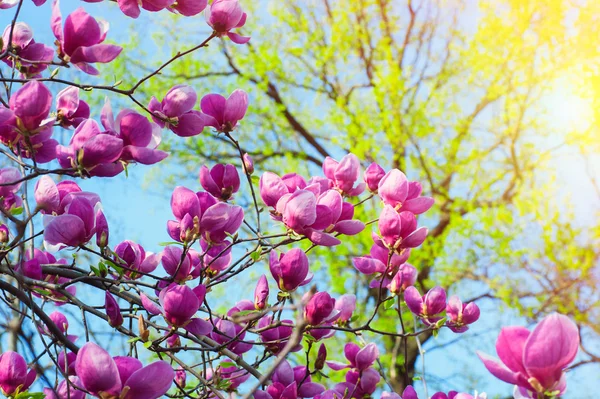 크고 분홍색 꽃이 피는 푸른 마뇰 리아 나무 — 스톡 사진
