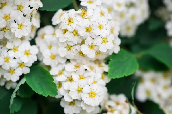 Bunches of white flowering shrubs background in spring park — Stock Photo, Image