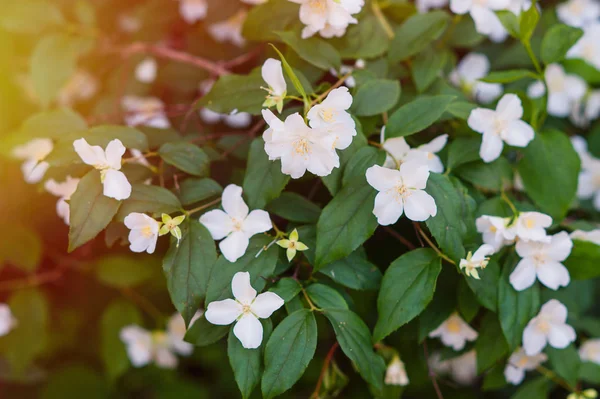 White jasmine flowers on a tree in the park — Stock Photo, Image