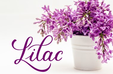 kova ve beyaz zemin üzerine çiçek leylak word