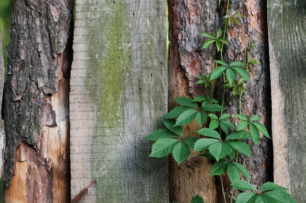 Textuur van oude houten hek met klimplanten — Stockfoto