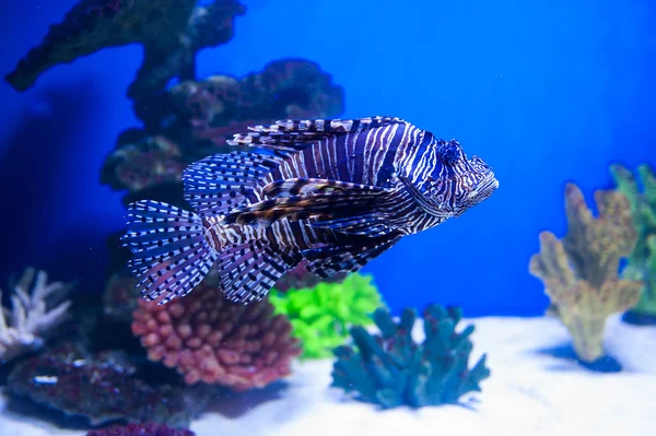 Balık lionfish içinde belgili tanımlık akvaryum Kızıldeniz ile mavi arka plan üzerinde — Stok fotoğraf