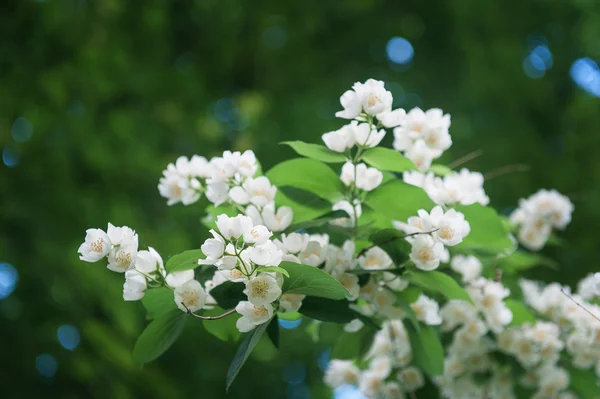 Jasmine bush in full blossom at summer park — Stock Photo, Image