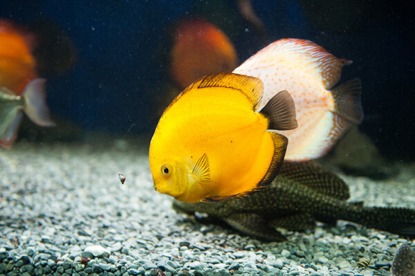 Beautiful zebrasoma salt water aquarium fish Stock Photo