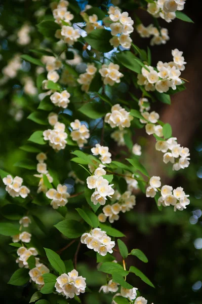 Jasmine bush in full blossom at summer park — Stock Photo, Image