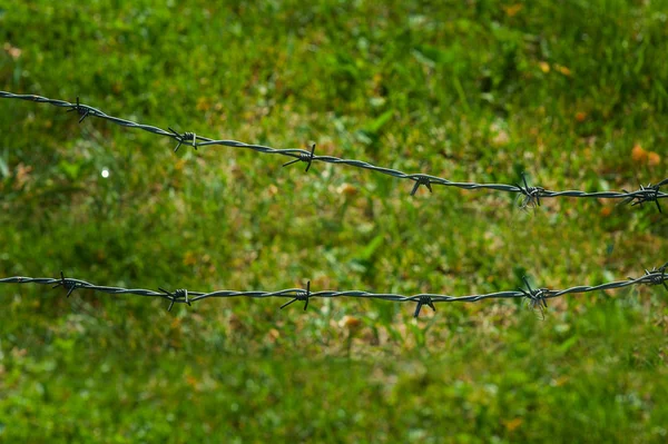 Clôture en fil de fer barbelé et champ d'herbe verte — Photo
