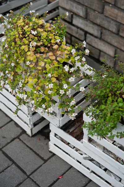 Fleurs blanches décoratives dans des boîtes dans la rue — Photo