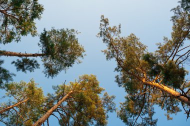 Ormandaki çam ağaçları