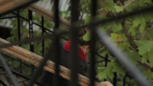 Nő a kabát és a piros sál a fém lépcsőn a természet háttér — Stock videók