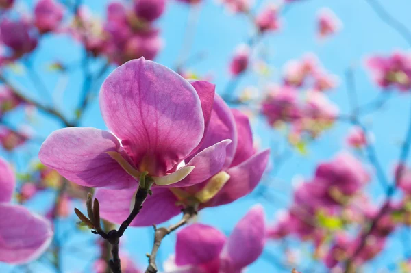 Весняна гілка з рожевими квітами яблука — стокове фото