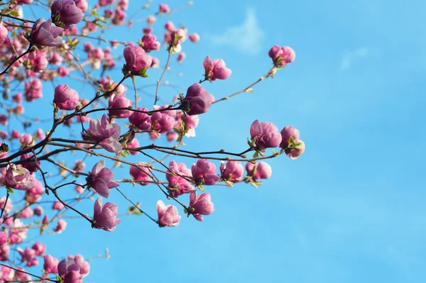 Rama de primavera con flores rosadas de manzana —  Fotos de Stock