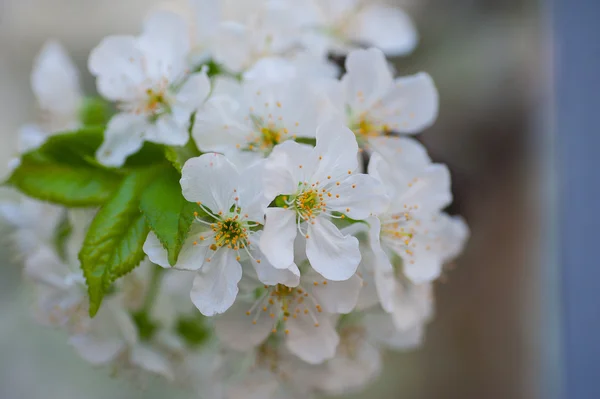 Photo de brunch fleuri aux fleurs blanches — Photo