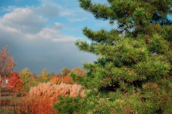 Pine branches in the autumn forest — Stock Photo, Image