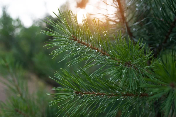 Pine tree branch in a summer park — Stock Photo, Image