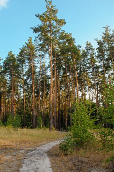 Tallskog på bakgrunden av himlen med moln — Stockfoto