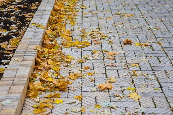 Caminho com folhas amarelas caídas no parque — Fotografia de Stock