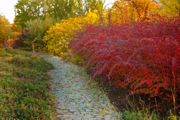 Mooie herfst steegje in het park met kleurrijke bomen — Stockfoto