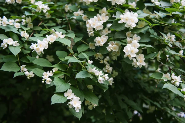 Parkta çalıların üzerinde beyaz çiçekler — Stok fotoğraf