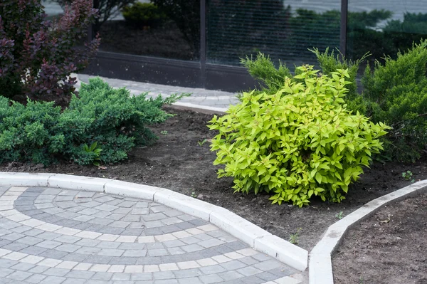 Groene struiken op de bloemenperken in het park — Stockfoto