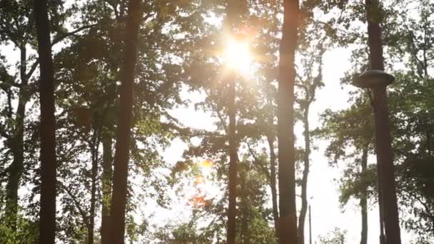 Prachtige zonsondergang in de zomer park — Stockvideo