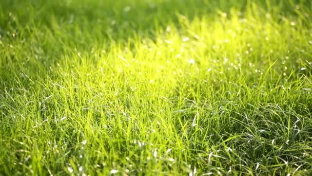 Evening grass with dew in summer park — Stock Video