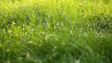 Çimen çiy yaz Park ile akşam
