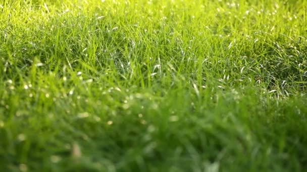 Evening grass with dew in summer park — Stock Video